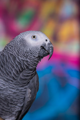African Grey Parrot against wall with graffitti