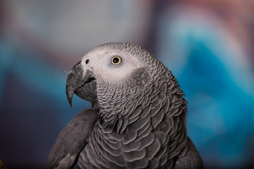 African Grey Parrot against wall with graffitti