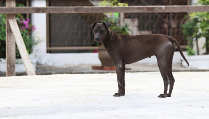 Dark brown dog standing on the concrete ground. a domesticated carnivorous mammal that typically has a long snout, an acute sense of smell, and a barking, howling, or whining voice.