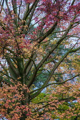 colorful leaves on the tree in the fall
