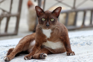 Cat brown and white color lying down on the concrete ground. a small domesticated carnivorous mammal with soft fur, a short snout, and retractile claws. widely kept as a pet or for catching mice.