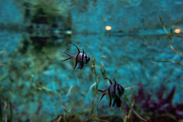 beautiful Banggai cardinalfish (Pterapogon kauderni) underwater in the aquarium