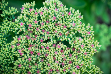Sedum prominent (Sedum spectabile) in the garden. Shallow depth of field.