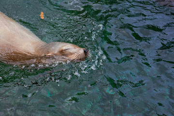 Naklejka premium sealine in the water in the swimming pool in the zoo