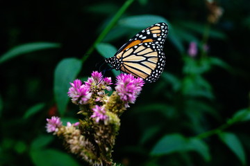 Fototapeta na wymiar beautiful butterfly on the green leaves of the plants in the garden