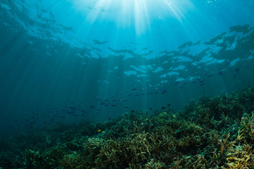 sun rays on a coral reef with small fishes