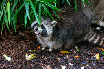 eating raccoon in the Artis zoo Amsterdam 