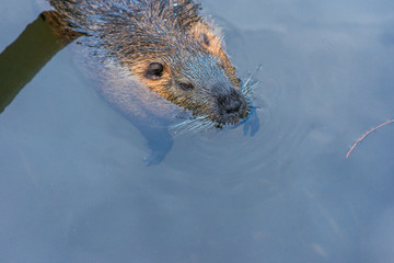 beavers in water in the zoo