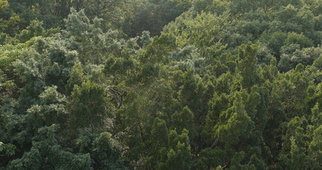 Top view of green forest