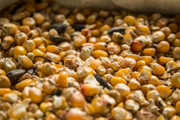 The grain in the bag