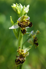 Wild bee Orchid plant with malformation - Ophrys apifera