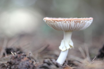 Fliegenpilz mit offener Kappe