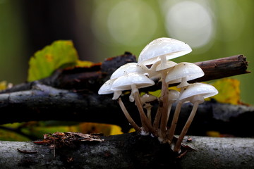 weiße Pilze an einem Baumstamm