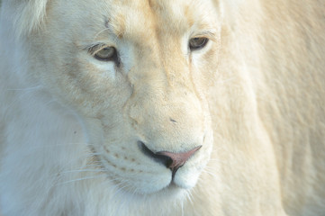 White Lion