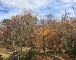 fall foliage under partly cloudy sky