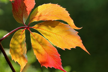 Blätter mit Herbstfärbung in rot,orange,gelb