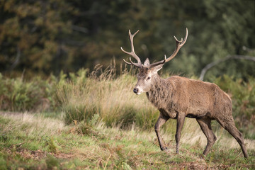 Autumn landscape image of red deer cervus elaphus in forest woodland