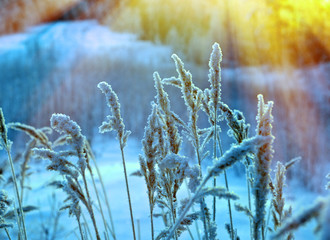 Winter scene,,  Beautiful Christmas landscape