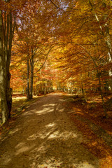 Autumn trees pattern.