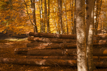 Autumn trees pattern.