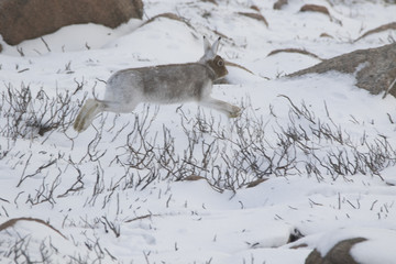 mountain hare running in the snow with summer coat in scotland
