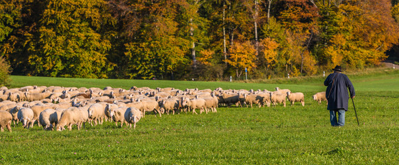 Schafe im Herbst auf der Alb