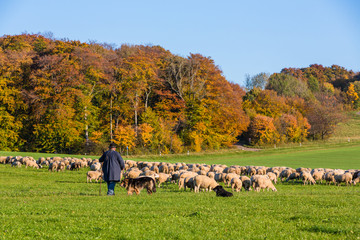 Naklejka premium Schäfer und Schafe auf der Alb