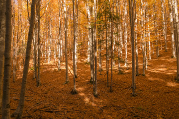 Autumn trees pattern.