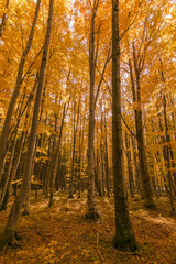 Autumn trees pattern.