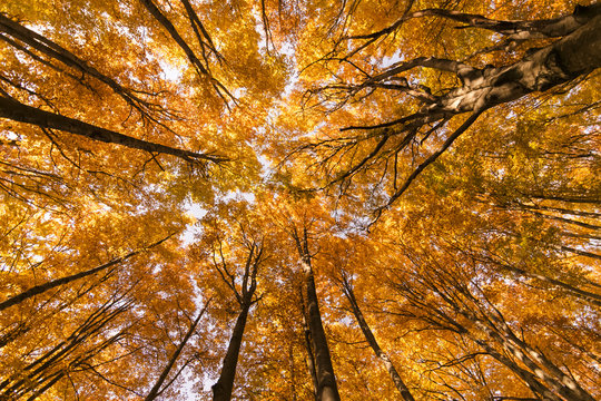 Fototapeta Autumn trees pattern.