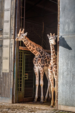 Beautiful giraffes portraits - two giraffes looking from a wooden gate at the zoo