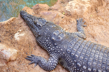 Crocodile lies on the sand In A zoo