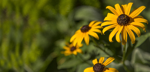 Yellow Flower with Copy Space - Black Eyed Susan