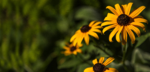 Yellow Flower with Copy Space