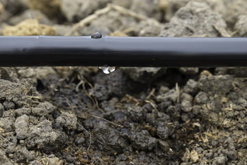 water drop on the irrigation line over the plants bedding for growing in the agriculture field