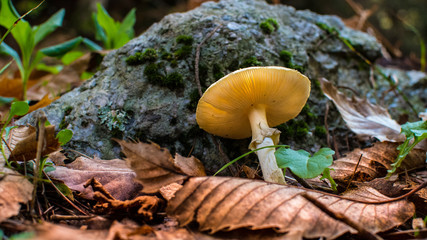 Mushroom close up in the forest