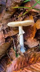 Mushroom close up in the forest