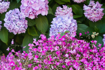 Giardino mediterraneo
