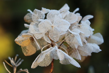 Hortensienblüte mit Raureif