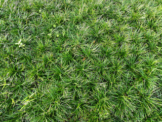 Green grass background