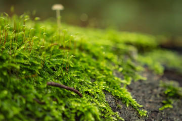 kleine Pilze auf Moos und Baumstamm