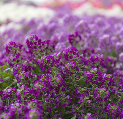 Obraz premium Purple summer flower fields. Floral blur background.