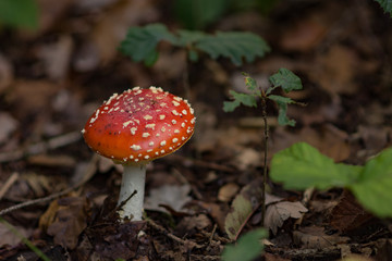 kleiner und großer Fliegenpilz 