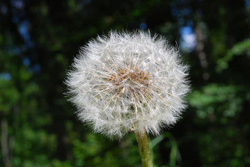 A dandelion against a dark and green background