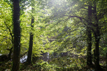 Foret de soignes - Belgique - Lac