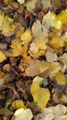 fallen leaves in autumn close-up
