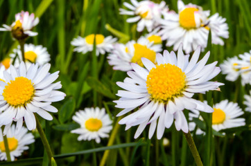 Some daisies in the meadow