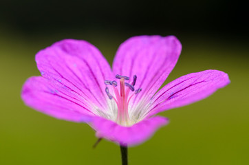 violet beautiful flower