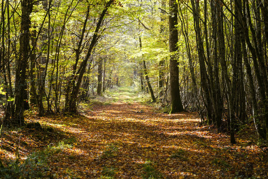 All&eacute;e foresti&egrave;re en automne