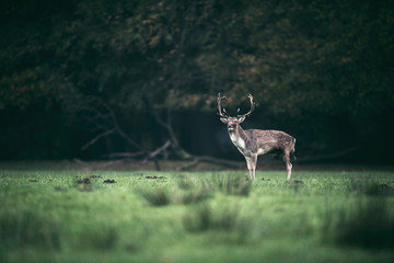 Fallow deer buck standing in meadow at edge of forest.